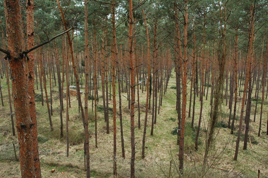 Scots pine canopy (April 17, 2006)