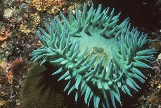 Introduction to Sea Anemones
