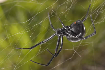 23 Black house spider canada info