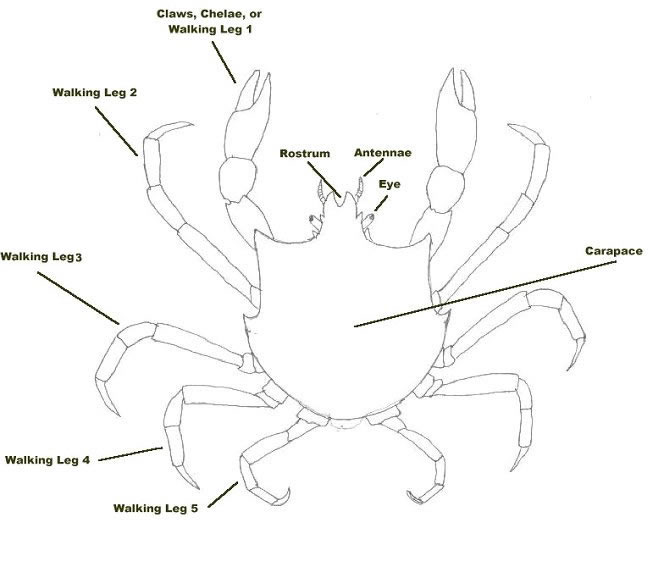 Brachyura (True Crabs) of BC
