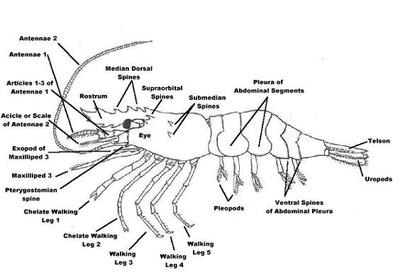 Caridae (Shrimps and Prawns) of BC