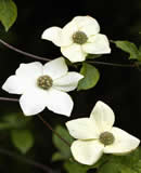 Cornus nuttallii (The provincial flower of British Columbia)