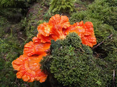 Fungi of Haida Gwaii