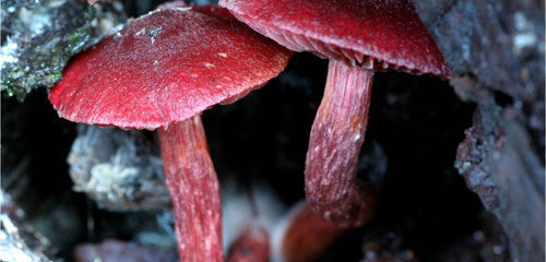 Ceska Fungi Photo