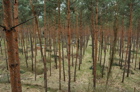 Scots pine canopy (April 17, 2006)