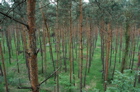 Scots pine canopy (May 15, 2006)
